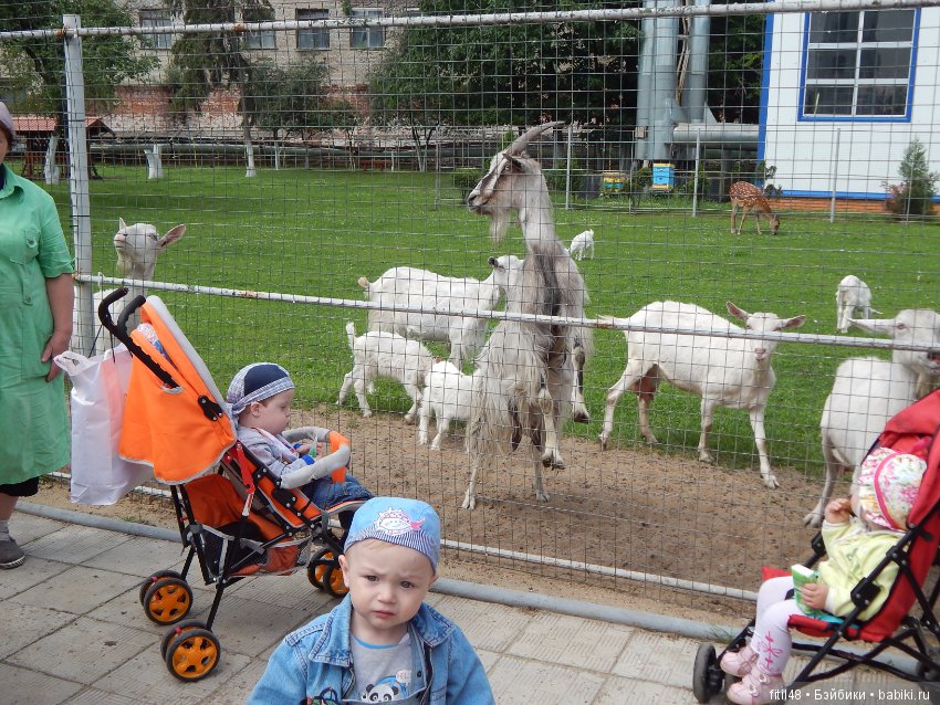 Мы пришли с тобой в зоопарк, дружок