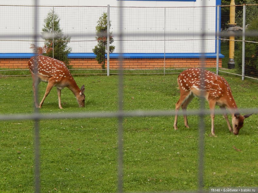 Мы пришли с тобой в зоопарк, дружок