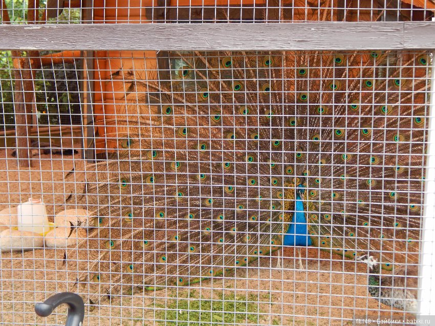 Мы пришли с тобой в зоопарк, дружок