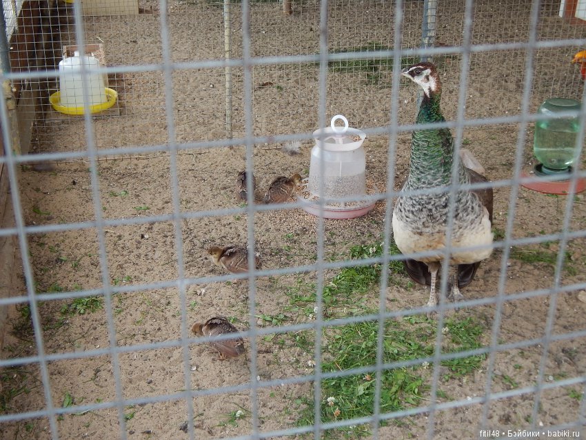 Мы пришли с тобой в зоопарк, дружок