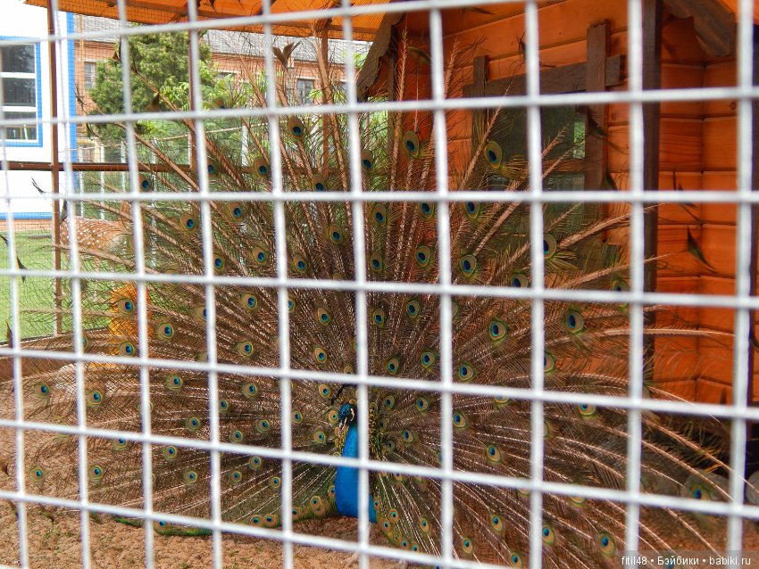 Мы пришли с тобой в зоопарк, дружок