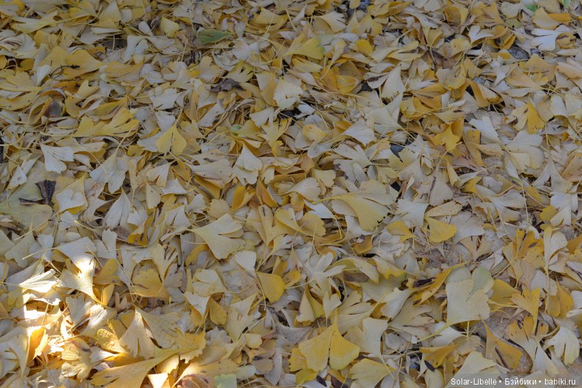 Просто осенний день — Куклы Doll Leaves (Долл Ливз): BJD (БЖД)