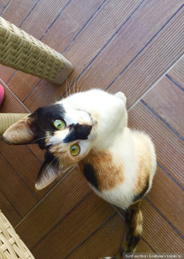 Первое знакомство: фотохудожник Ричард Паркер и его работы (фото 5)