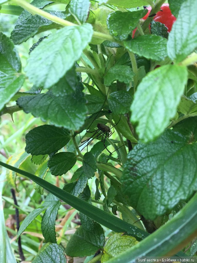 Первое знакомство: фотохудожник Ричард Паркер и его работы