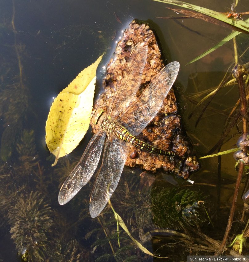 Первое знакомство: фотохудожник Ричард Паркер и его работы