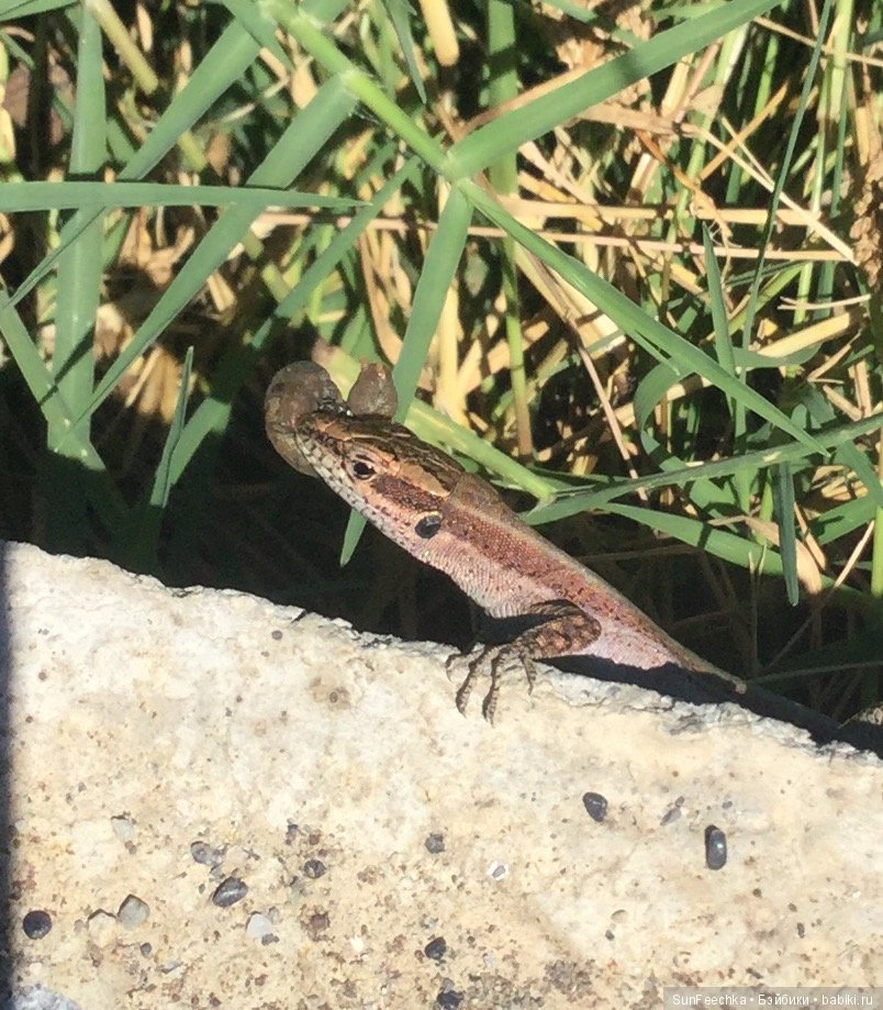 Первое знакомство: фотохудожник Ричард Паркер и его работы (фото 3)