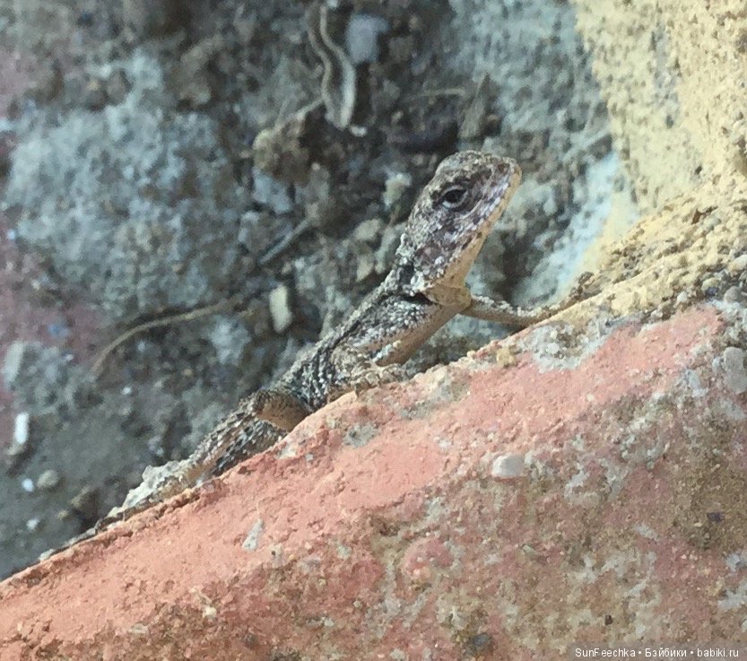 Первое знакомство: фотохудожник Ричард Паркер и его работы (фото 2)
