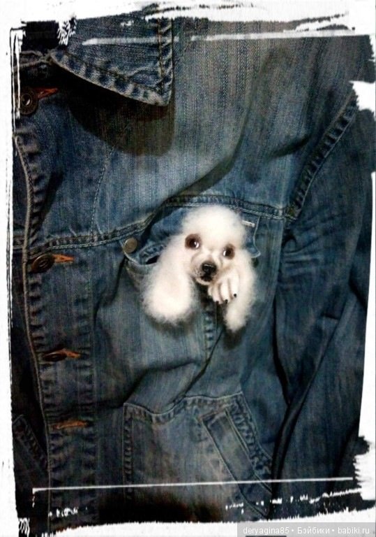 Брошь Пудель — Валяные игрушки из шерсти: сухое валяние (фото 6)