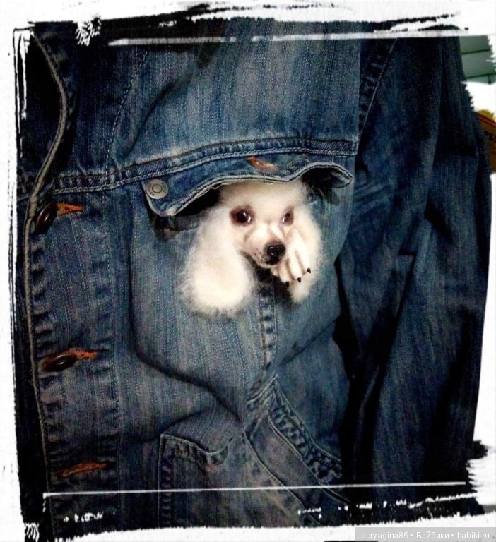 Брошь Пудель — Валяные игрушки из шерсти: сухое валяние (фото 3)