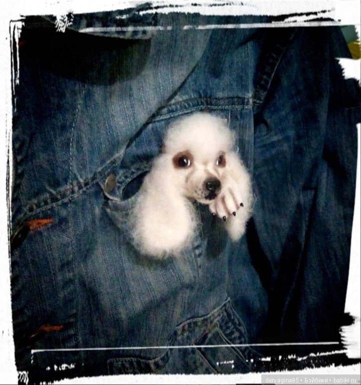 Брошь Пудель — Валяные игрушки из шерсти: сухое валяние (фото 5)