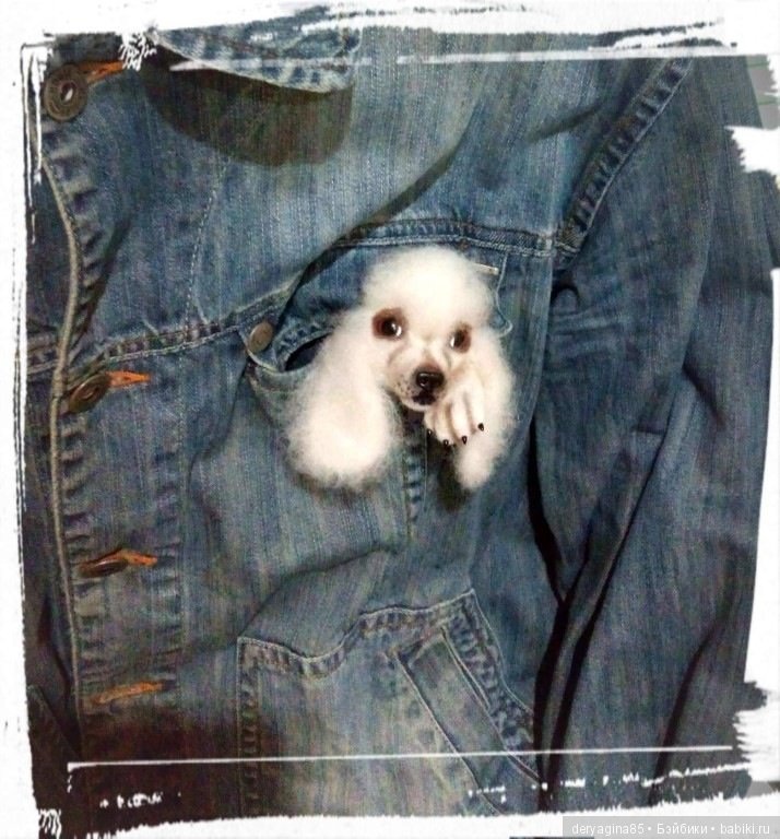 Брошь Пудель — Валяные игрушки из шерсти: сухое валяние (фото 2)