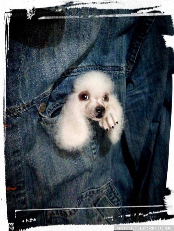 Брошь Пудель — Валяные игрушки из шерсти: сухое валяние