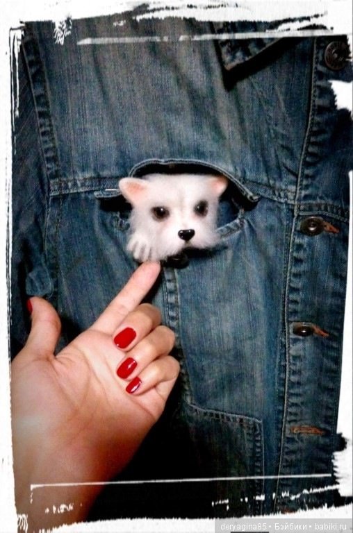 Брошь Вест хайленд уайт терьер (фото 6)