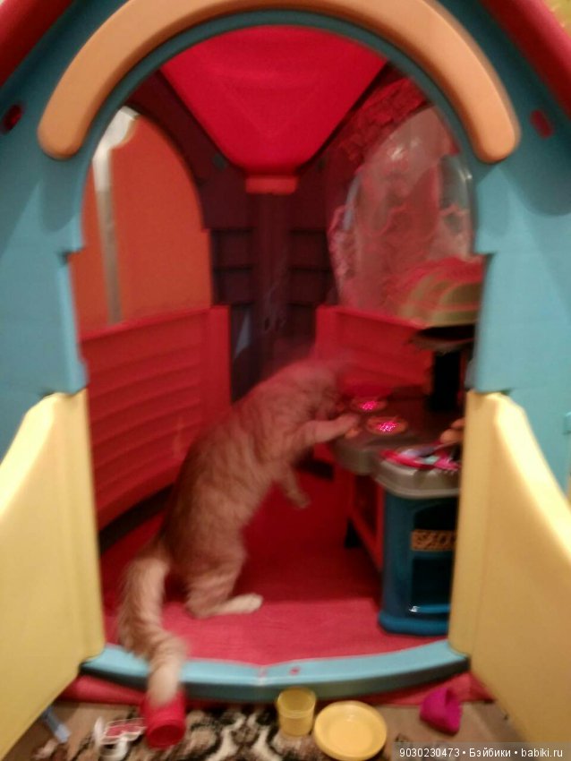 Кошки и игрушки.(и не только игрушки)