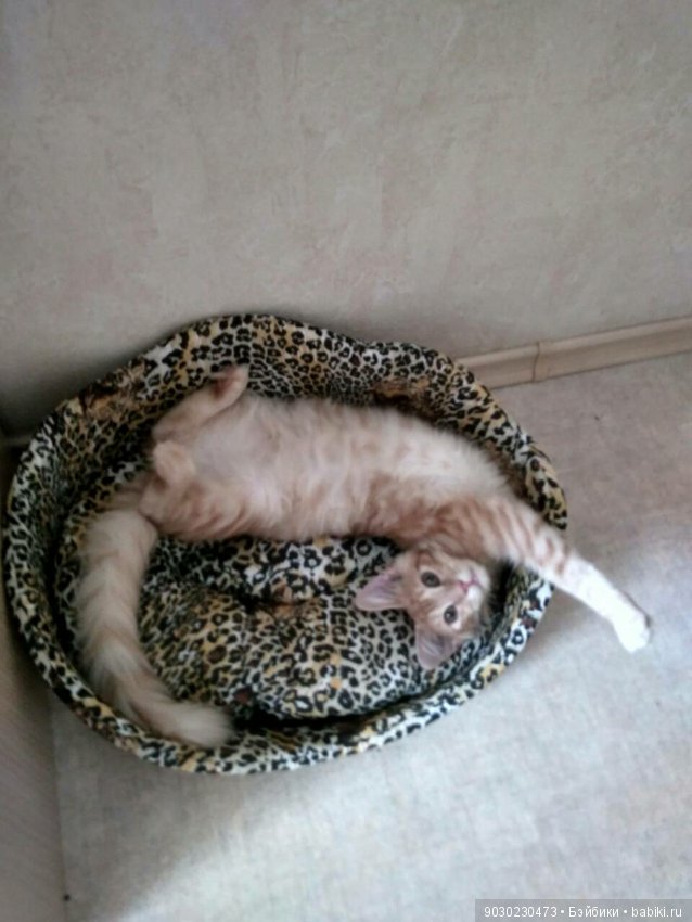 Кошки и игрушки.(и не только игрушки) (фото 2)