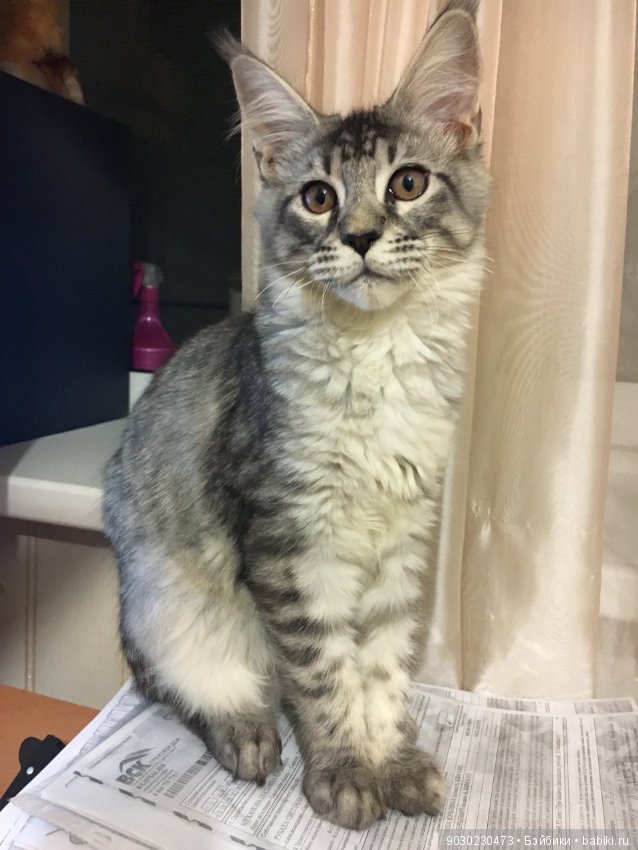 Кошки и игрушки.(и не только игрушки) (фото 7)