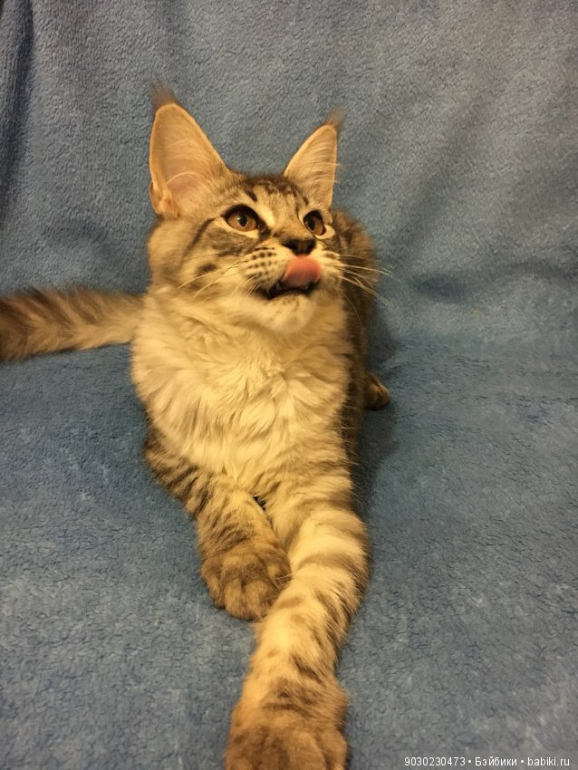 Кошки и игрушки.(и не только игрушки) (фото 6)