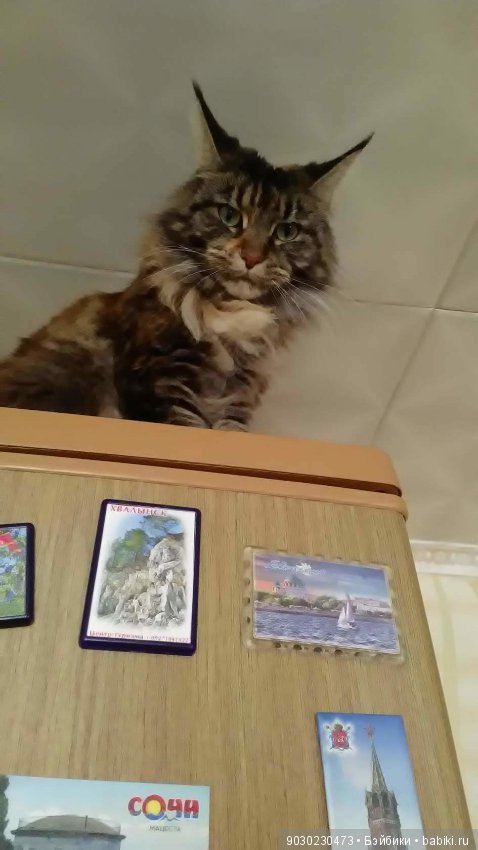 Кошки и игрушки.(и не только игрушки)