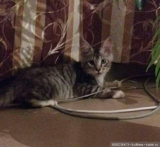 Кошки и игрушки.(и не только игрушки) (фото 3)