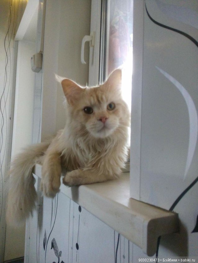 Кошки и игрушки.(и не только игрушки)