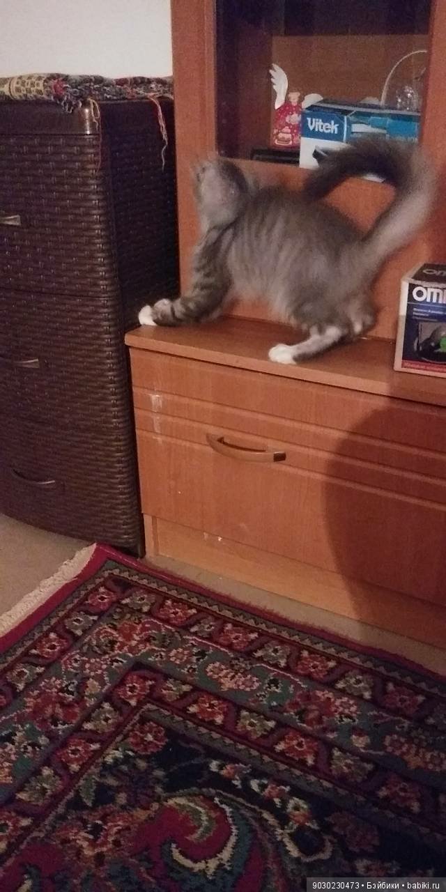 Кошки и игрушки.(и не только игрушки) (фото 4)