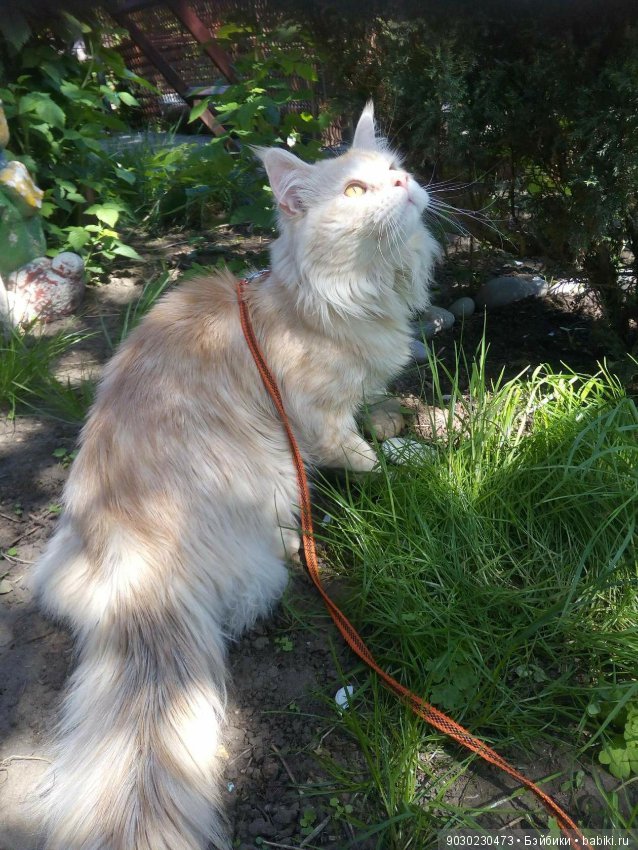 Кошки и игрушки.(и не только игрушки) (фото 10)