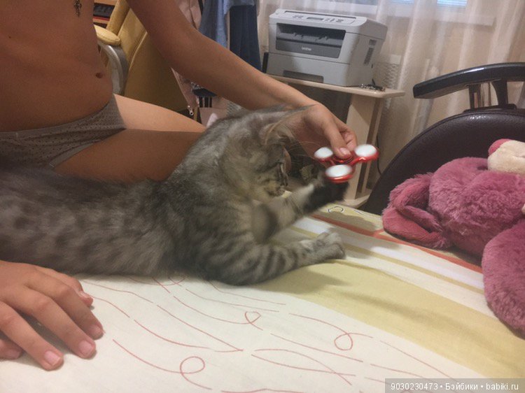 Кошки и игрушки.(и не только игрушки) (фото 8)