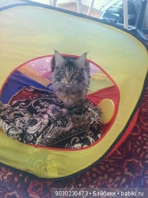 Кошки и игрушки.(и не только игрушки) (фото 9)