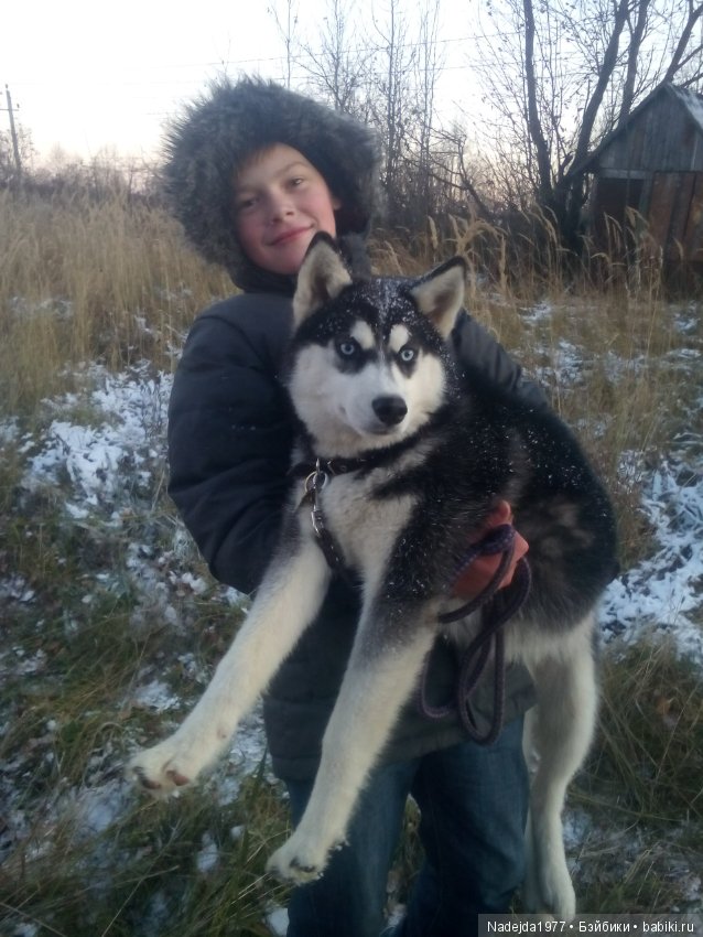 Фейт, Брин, Эвелин и их питомцы