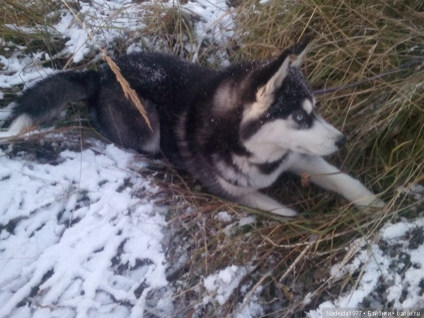 Фейт, Брин, Эвелин и их питомцы