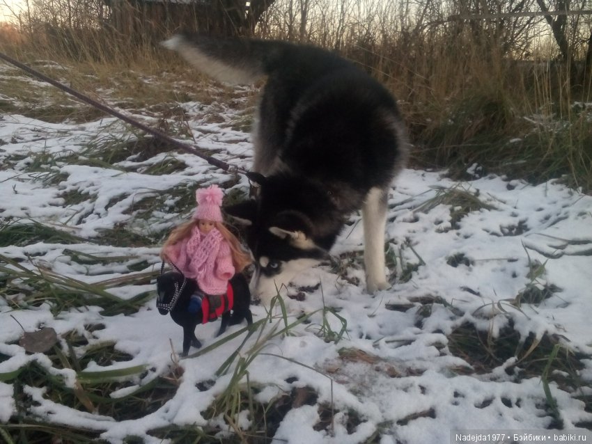 Фейт, Брин, Эвелин и их питомцы