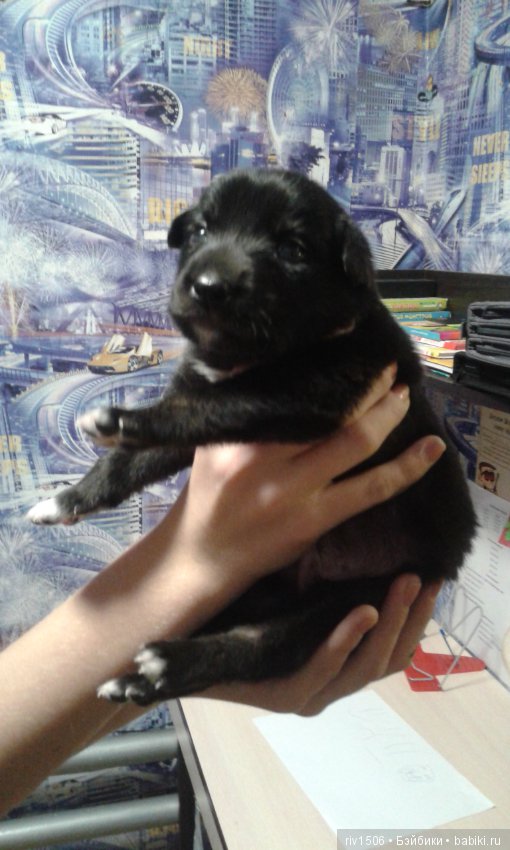 Новосибирск, кому нужен друг (фото 8)