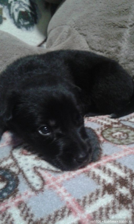 Новосибирск, кому нужен друг (фото 4)