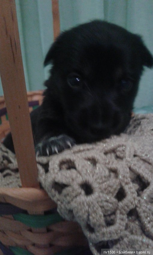 Новосибирск, кому нужен друг (фото 6)