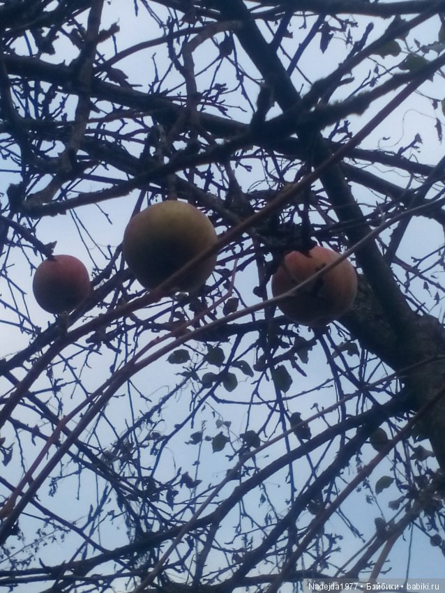 Осень ещё не ушла...Или новый наряд для Брин