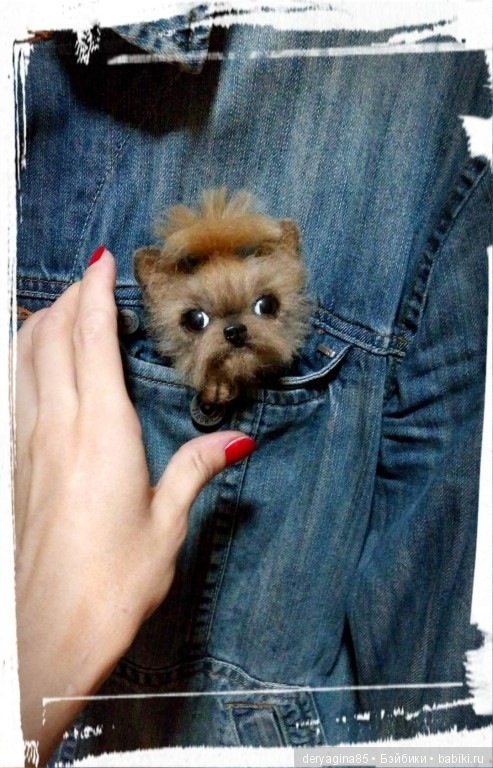 Йорко брошь — Валяные игрушки из шерсти: сухое валяние (фото 3)