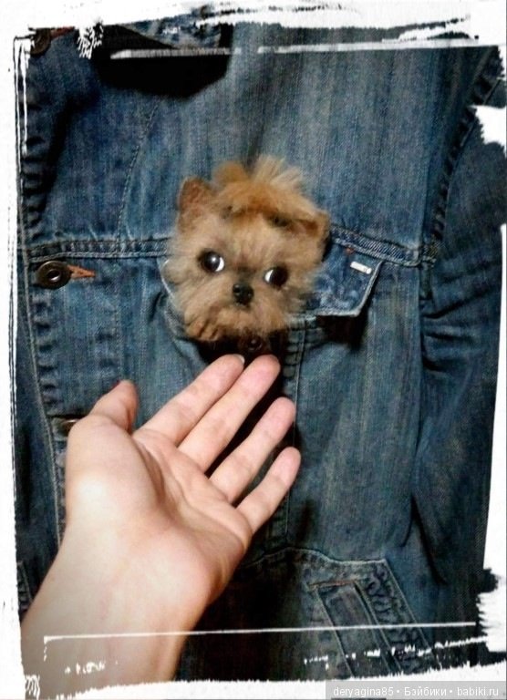 Йорко брошь — Валяные игрушки из шерсти: сухое валяние (фото 5)