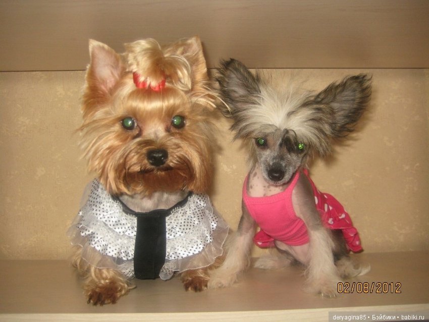 Йорко брошь — Валяные игрушки из шерсти: сухое валяние (фото 10)