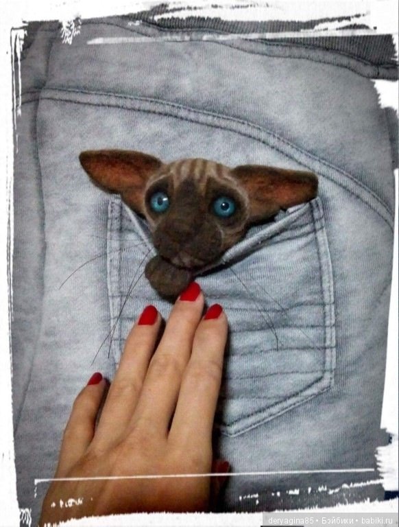 Котоброшь без породы, не то сфинкс,не то сиам (фото 2)