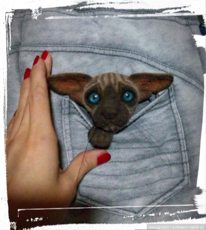 Котоброшь без породы, не то сфинкс,не то сиам (фото 5)