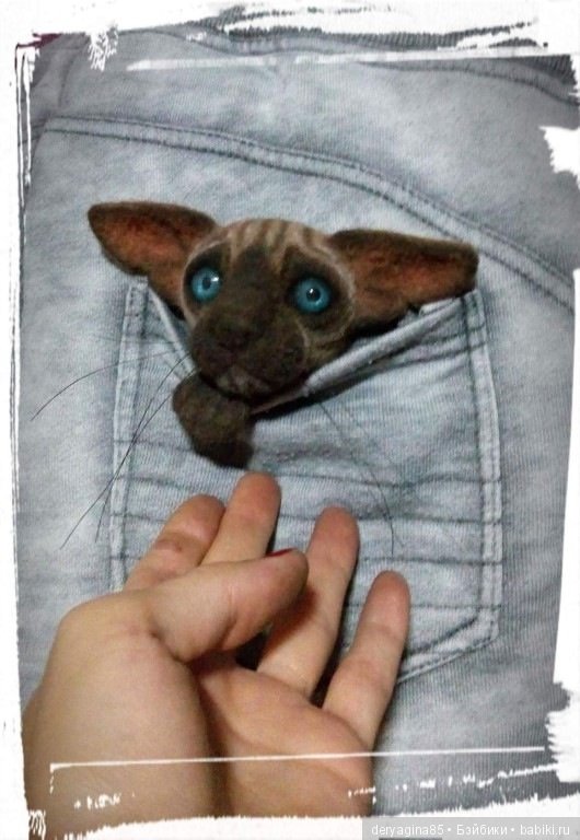 Котоброшь без породы, не то сфинкс,не то сиам (фото 7)