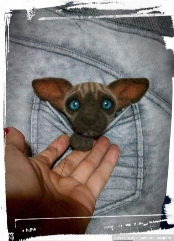 Котоброшь без породы, не то сфинкс,не то сиам