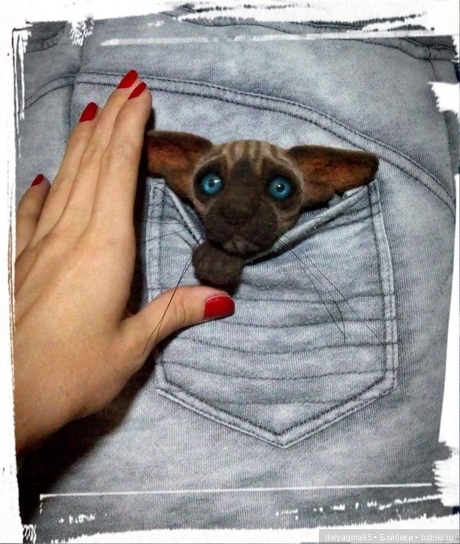 Котоброшь без породы, не то сфинкс,не то сиам (фото 6)