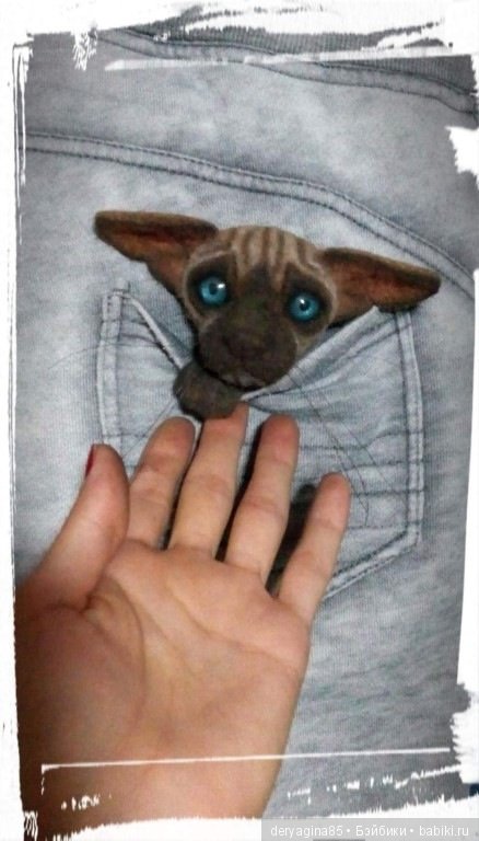 Котоброшь без породы, не то сфинкс,не то сиам (фото 8)