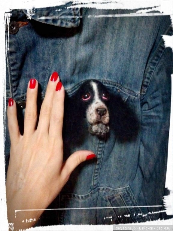 Брошь "Спрингер спаниель"