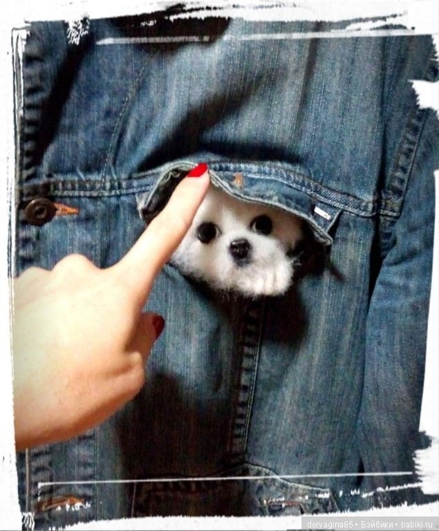 Брошь щенок Мальтезе — Валяные игрушки из шерсти: сухое валяние (фото 4)