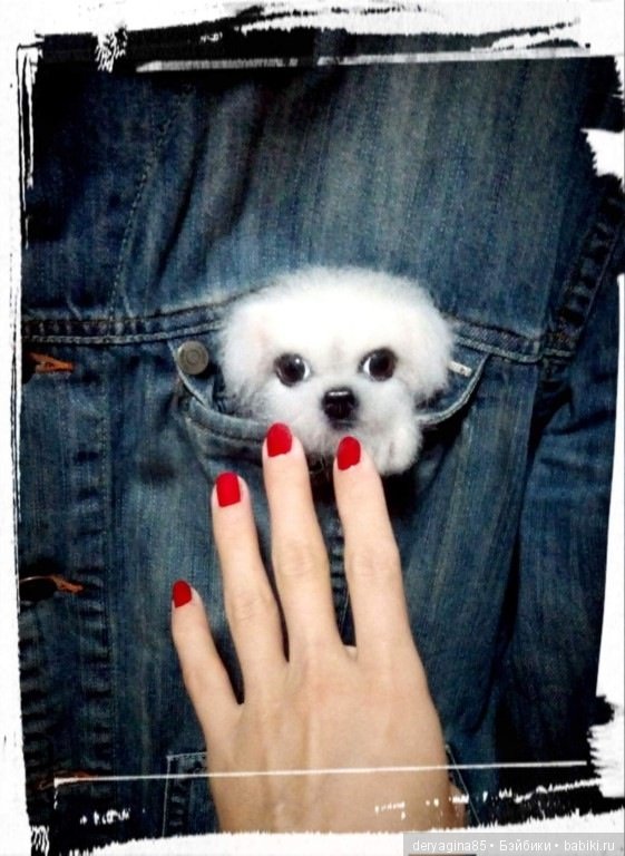 Брошь щенок Мальтезе — Валяные игрушки из шерсти: сухое валяние (фото 7)