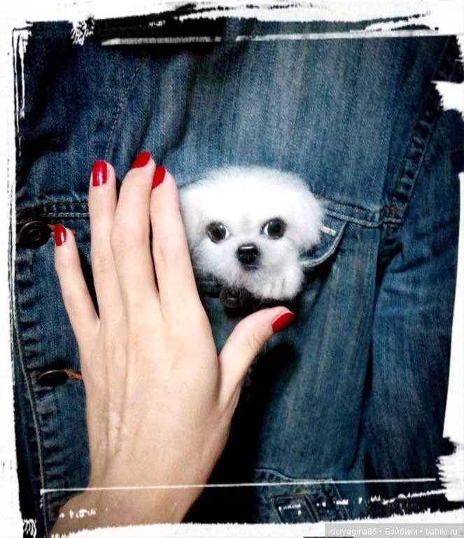 Брошь щенок Мальтезе — Валяные игрушки из шерсти: сухое валяние (фото 6)