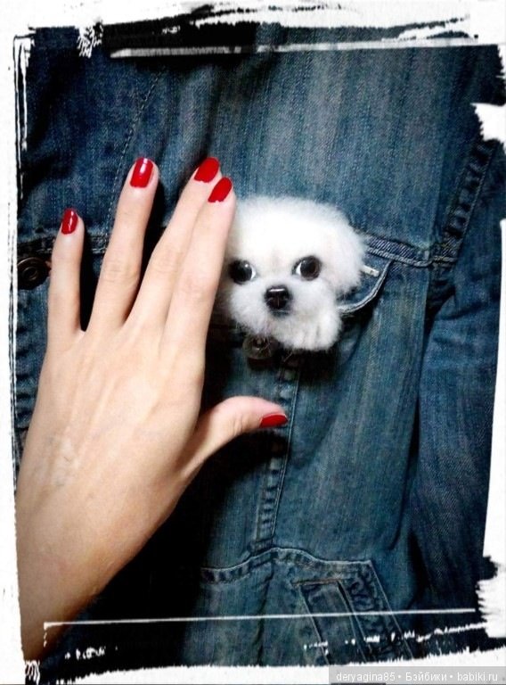 Брошь щенок Мальтезе — Валяные игрушки из шерсти: сухое валяние (фото 5)