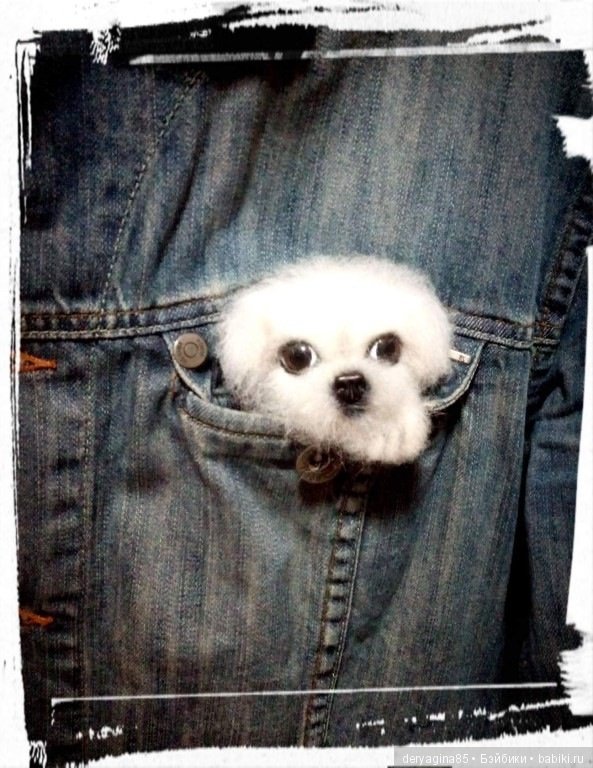 Брошь щенок Мальтезе — Валяные игрушки из шерсти: сухое валяние (фото 9)